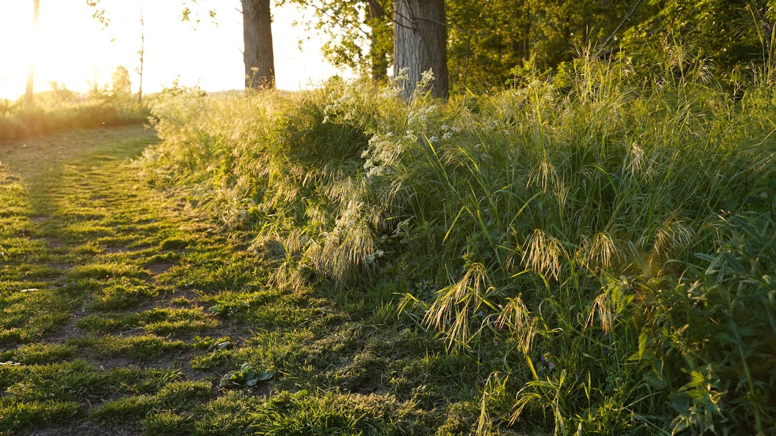 Zonlicht door de bomen in een groen bos bij Almere